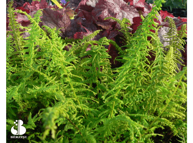 Athyrium filix-femina   'Victoriae'